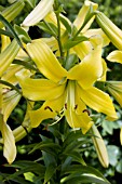 LILIUM GOLDEN SPLENDOUR