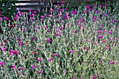 LYCHNIS CORONARIA GARDENERS WORLD