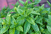 MENTHA PIPERITA PEPPERMINT