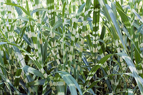 MISCANTHUS_SINENSIS_ZEBRINUS