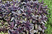 OCIMUM BASILICUM RED RUBIN