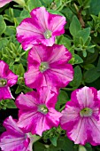 PETUNIA SUPERTUNIA RASPBERRY BLAST