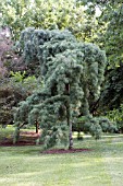 PINUS STROBUS PENDULA