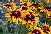 RUDBECKIA HIRTA CHEROKEE SUNSET