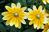 RUDBECKIA HIRTA PRAIRIE SUN