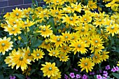 RUDBECKIA HIRTA PRAIRIE SUN