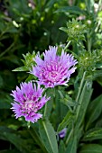 STOKESIA LAEVIS PEACHIES PICK