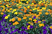 TAGETES PATULA MIX