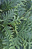 THUJA GREEN GIANT