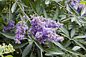 VITEX AGNUS CASTUS