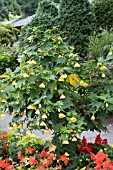 ABUTILON HYBRID YELLOW