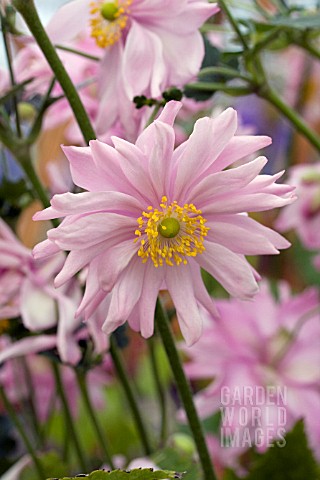 ANEMONE_HYBRIDA_PARTY_DRESS