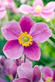 ANEMONE HYBRIDA PRINCE HENRY