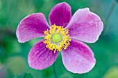 ANEMONE HYBRIDA PRINCE HENRY