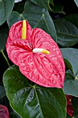 ANTHURIUM ANDRAEANUM