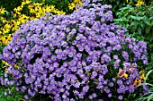 ASTER PURPLE DOME