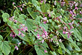 BEGONIA GRANDIS