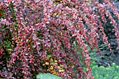 BERBERIS THUNBERGII ATROPURPUREA