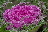 BRASSICA OLERACEA NAGOYA PINK