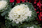 BRASSICA OLERACEA NAGOYA WHITE