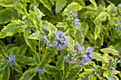 CARYOPTERIS SUMMER SORBET