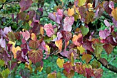 CERCIS FOREST PANSY