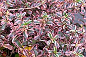 COPROSMA RAINBOW SURPRISE