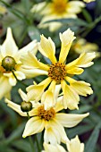 COREOPSIS PINWHEEL