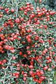 COTONEASTER APICULATUS