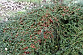 COTONEASTER APICULATUS