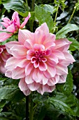 DAHLIA PINK SKIN