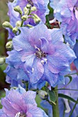 DELPHINIUM BLUE LACE