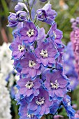 DELPHINIUM MORNING LIGHTS