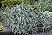 ELYMUS ARENARIUS