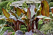 ENSETE TANDARRA RED