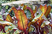 ENSETE TANDARRA RED