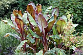 ENSETE VENTRICOSUM MAURELII