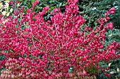 EUONYMUS ALATA