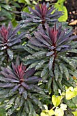 EUPHORBIA BLACKBIRD