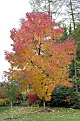 FRAXINUS AMERICANA AUTUMN APPLAUSE