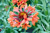 GAILLARDIA COMMOTION TIZZY