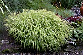 HAKONECHLOA MACRA