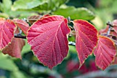 HAMAMELIS INTERMEDIA RUBY GLOW