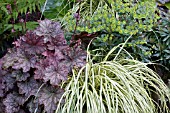 HEUCHERA CAREX EUPHORBIA PLANTING