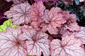 HEUCHERA GEORGIA PEACH