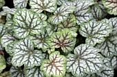 HEUCHERA GREEN SPICE