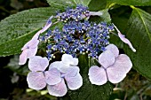 HYDRANGEA MACROPHYLLA LACECAP