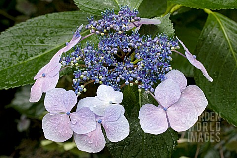 HYDRANGEA_MACROPHYLLA_LACECAP