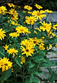 HELIOPSIS,  KARAT,  FLOWERS AND FOLIAGE