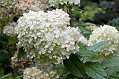 HYDRANGEA PANICULATA GRANDIFLORA